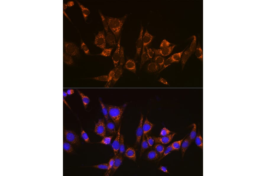 Immunofluorescence - Anti-ATG3 Antibody (A14989) - Antibodies.com