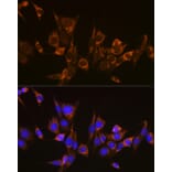 Immunofluorescence - Anti-ATG3 Antibody (A14989) - Antibodies.com
