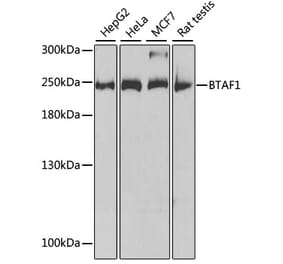 Western Blot - Anti-BTAF1 Antibody (A14990) - Antibodies.com