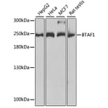 Western Blot - Anti-BTAF1 Antibody (A14990) - Antibodies.com