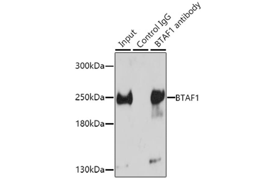 Western Blot - Anti-BTAF1 Antibody (A14990) - Antibodies.com