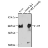 Western Blot - Anti-BTAF1 Antibody (A14990) - Antibodies.com