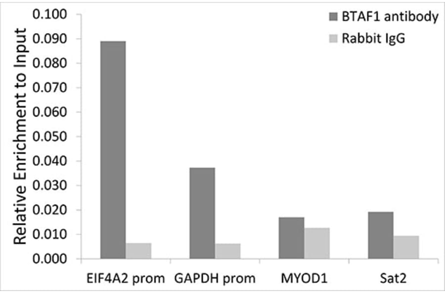 Chromatin Immunoprecipitation - Anti-BTAF1 Antibody (A14990) - Antibodies.com