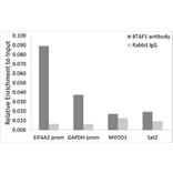 Chromatin Immunoprecipitation - Anti-BTAF1 Antibody (A14990) - Antibodies.com