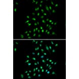 Immunofluorescence - Anti-CGBP Antibody (A14991) - Antibodies.com