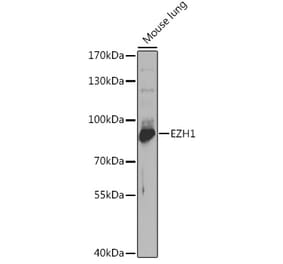 Western Blot - Anti-EZH1 Antibody (A14993) - Antibodies.com