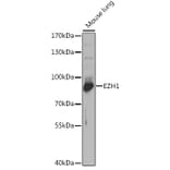 Western Blot - Anti-EZH1 Antibody (A14993) - Antibodies.com