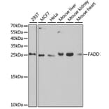 Western Blot - Anti-FADD Antibody (A14994) - Antibodies.com