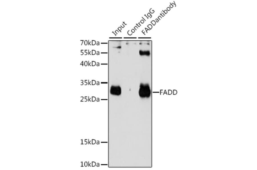 Western Blot - Anti-FADD Antibody (A14994) - Antibodies.com