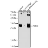 Western Blot - Anti-FADD Antibody (A14994) - Antibodies.com