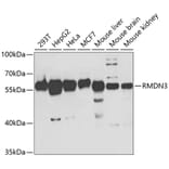 Western Blot - Anti-PTPIP51 Antibody (A14995) - Antibodies.com