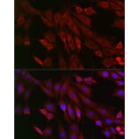 Immunofluorescence - Anti-PTPIP51 Antibody (A14995) - Antibodies.com