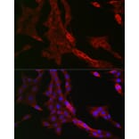 Immunofluorescence - Anti-PTPIP51 Antibody (A14995) - Antibodies.com