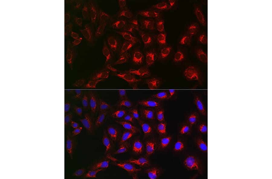 Immunofluorescence - Anti-PTPIP51 Antibody (A14995) - Antibodies.com