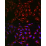 Immunofluorescence - Anti-PTPIP51 Antibody (A14995) - Antibodies.com