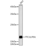 Western Blot - Anti-FIS1 Antibody (A14996) - Antibodies.com