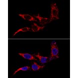Immunofluorescence - Anti-FIS1 Antibody (A14996) - Antibodies.com