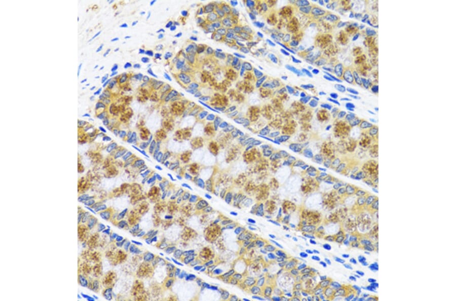 Immunohistochemistry - Anti-Aspartate Aminotransferase Antibody (A14997) - Antibodies.com