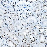Immunohistochemistry - Anti-KAT7/Hbo1/MYST2 Antibody (A14998) - Antibodies.com