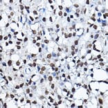 Immunohistochemistry - Anti-KAT7/Hbo1/MYST2 Antibody (A14998) - Antibodies.com