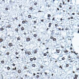 Immunohistochemistry - Anti-KAT7/Hbo1/MYST2 Antibody (A14998) - Antibodies.com