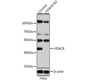 Western Blot - Anti-HDAC8 Antibody (A15002) - Antibodies.com