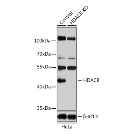 Western Blot - Anti-HDAC8 Antibody (A15002) - Antibodies.com