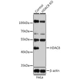 Western Blot - Anti-HDAC8 Antibody (A15002) - Antibodies.com