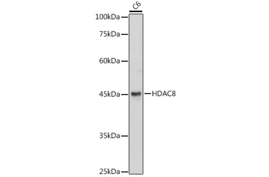 Western Blot - Anti-HDAC8 Antibody (A15002) - Antibodies.com