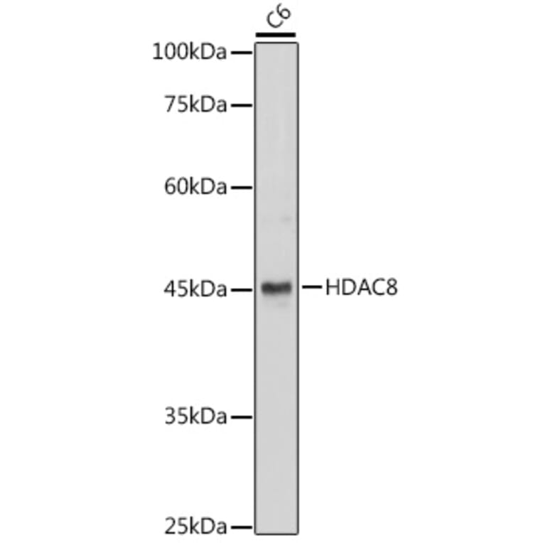 Western Blot - Anti-HDAC8 Antibody (A15002) - Antibodies.com