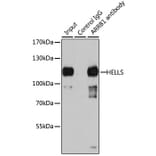 Western Blot - Anti-SMARCA6 Antibody (A15003) - Antibodies.com