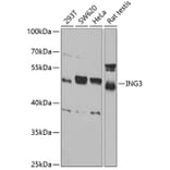 Western Blot - Anti-ING3 Antibody (A15004) - Antibodies.com