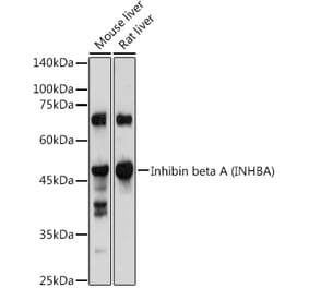 Western Blot - Anti-Inhibin beta A Antibody (A15007) - Antibodies.com