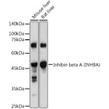 Western Blot - Anti-Inhibin beta A Antibody (A15007) - Antibodies.com