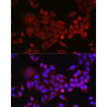 Immunofluorescence - Anti-Inhibin beta A Antibody (A15007) - Antibodies.com