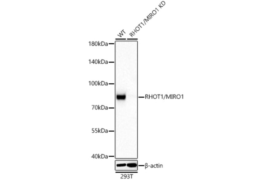 Western Blot - Anti-MIRO1 Antibody (A15008) - Antibodies.com