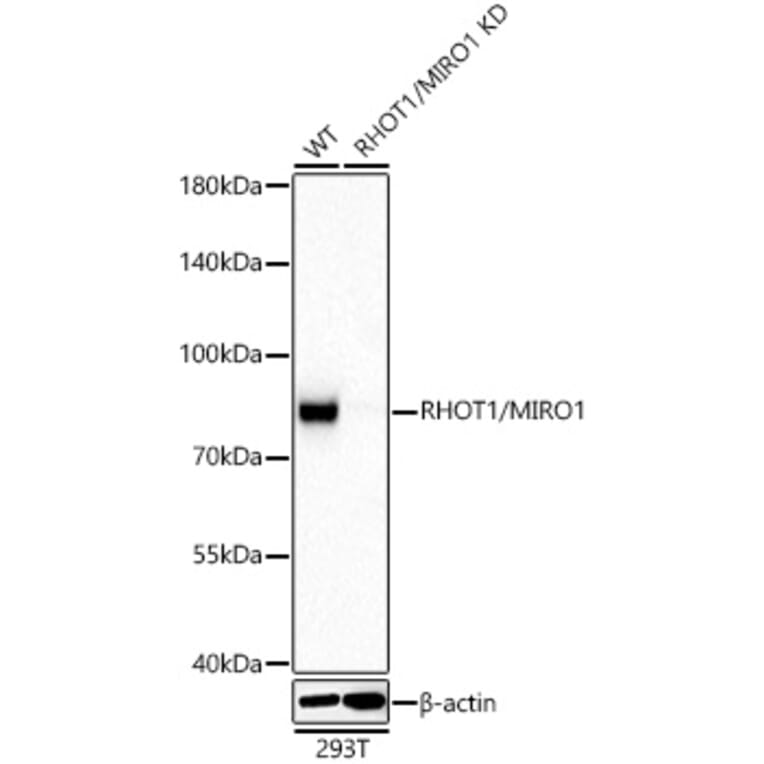 Western Blot - Anti-MIRO1 Antibody (A15008) - Antibodies.com