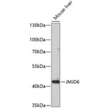 Western Blot - Anti-JMJD6 Antibody (A5840) - Antibodies.com