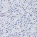 Immunohistochemistry - Anti-JMJD6 Antibody (A5840) - Antibodies.com