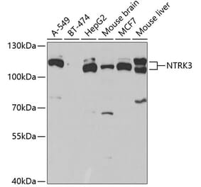 Western Blot - Anti-TrkC Antibody (A15010) - Antibodies.com