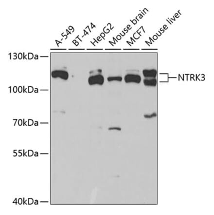 Western Blot - Anti-TrkC Antibody (A15010) - Antibodies.com