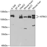 Western Blot - Anti-TrkC Antibody (A15010) - Antibodies.com