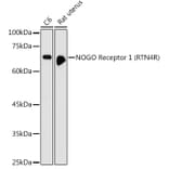 Western Blot - Anti-Nogo Receptor Antibody (A15013) - Antibodies.com