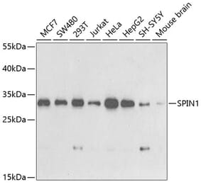 Western Blot - Anti-spindlin 1 Antibody (A15016) - Antibodies.com