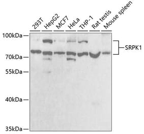 Western Blot - Anti-SRPK1 Antibody (A5854) - Antibodies.com