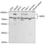 Western Blot - Anti-SRPK1 Antibody (A5854) - Antibodies.com