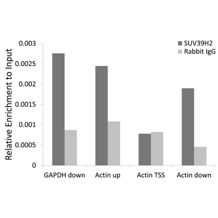 Chromatin Immunoprecipitation - Anti-KMT1B/SUV39H2 Antibody (A15018) - Antibodies.com