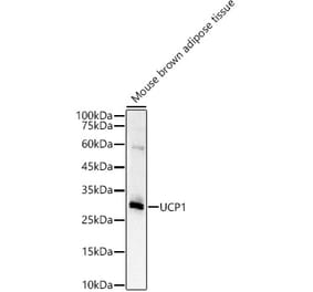 Western Blot - Anti-UCP1 Antibody (A15019) - Antibodies.com