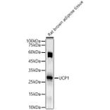 Western Blot - Anti-UCP1 Antibody (A15019) - Antibodies.com