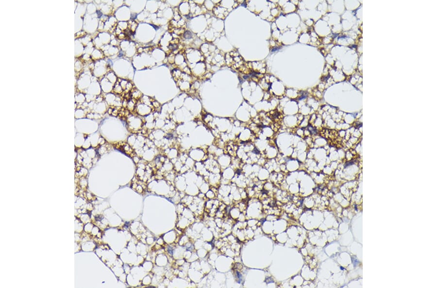 Immunohistochemistry - Anti-UCP1 Antibody (A15019) - Antibodies.com